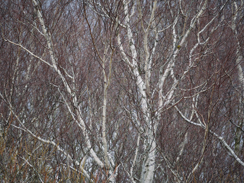 Birch and willow12.jpg